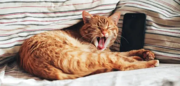 are cat yawns contagious