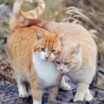 do cats make friends with other cats outside