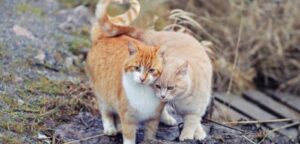 Do Cats Make Friends With Other Cats Outside?
