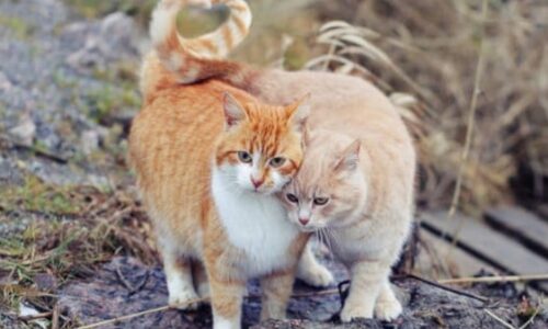 Do Cats Make Friends With Other Cats Outside?