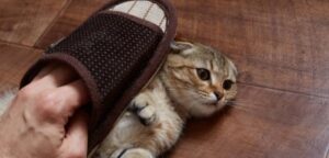 Do Cats Remember Abuse? Facts Owners Should Know!