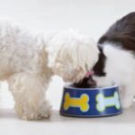 does cat food make dogs go blind