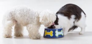 Does Cat Food Make Dogs Go Blind? Facts Owners Should Know