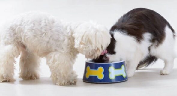 Does Cat Food Make Dogs Go Blind? Facts Owners Should Know