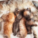 how long cats bleed after giving birth