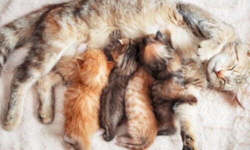 How Long Cats Bleed After Giving Birth? (Explained)