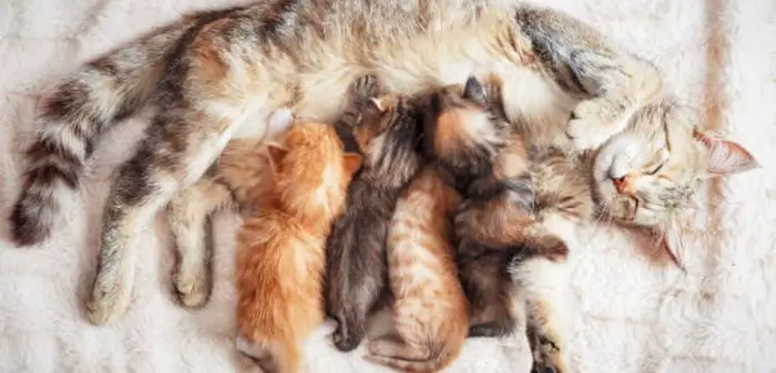 how long cats bleed after giving birth