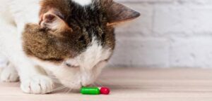 What Happens If A Cat Eats Quetiapine? (Crucial Guidelines)