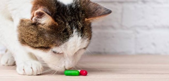 what happens if a cat eats quetiapine