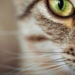 What Happens If A Cat's Whiskers Get Burned? Crucial Facts