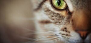 What Happens If A Cat’s Whiskers Get Burned? Crucial Facts