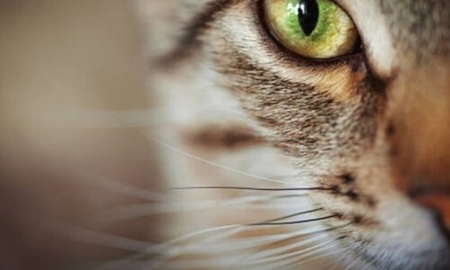 What Happens If A Cat’s Whiskers Get Burned? Crucial Facts