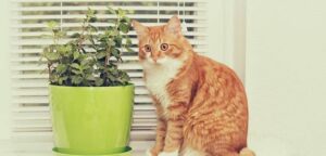 What Happens If Cats Lick Peppermint Oil? Owner Should Know!