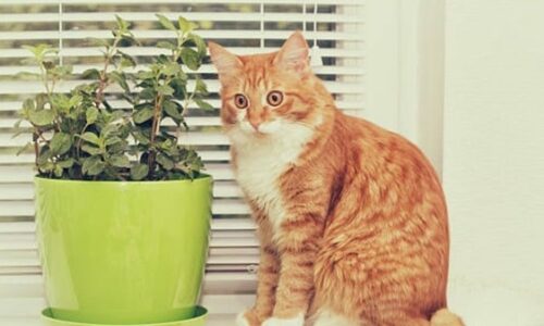 What Happens If Cats Lick Peppermint Oil? Owner Should Know!