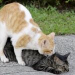 what happens if cats are inbred