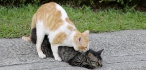 What Happens If Cats Are Inbred? Crucial Facts To Know