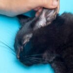 What Happens If Cats Get Water In Their Ear?