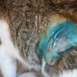 what to do if cat neuter incision opens