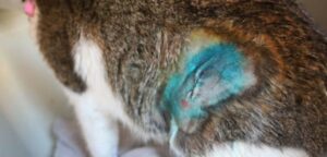 What To Do If Cat Neuter Incision Opens? Crucial Facts!