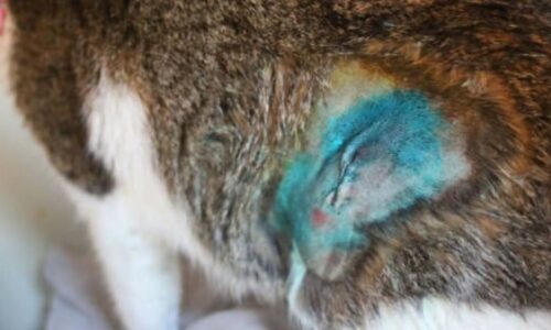 What To Do If Cat Neuter Incision Opens? Crucial Facts!