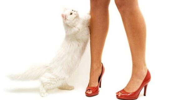 Why Do Cats Jump On My Leg? Amazing Facts