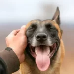 Do Dogs Like Being Held By The Scruff?