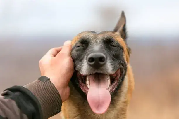 Do dogs like being held by the scruff