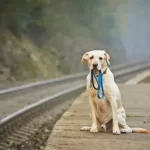 How far can a dog smell his way home