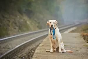How far can a dog smell his way home