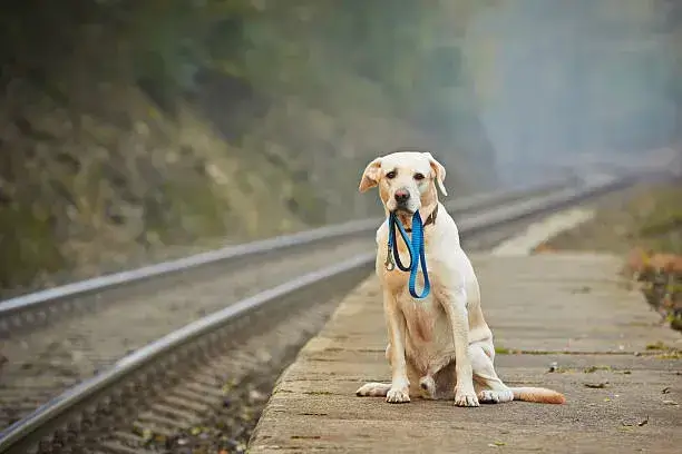 How far can a dog smell his way home
