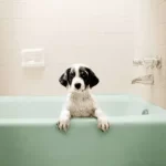 Why do dogs dig in bathtubs