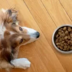 Why Don't Dogs Eat When Owners Are Gone?