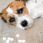 Can Dogs Have Xyzal? (Crucial Guidelines For Owners)