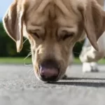 Can Dogs Smell Their Owners From 11 Miles Away?
