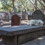 can dogs smell their owners in a grave