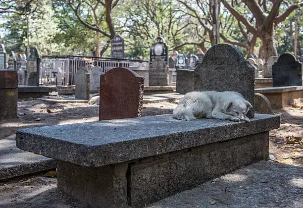 can dogs smell their owners in a grave