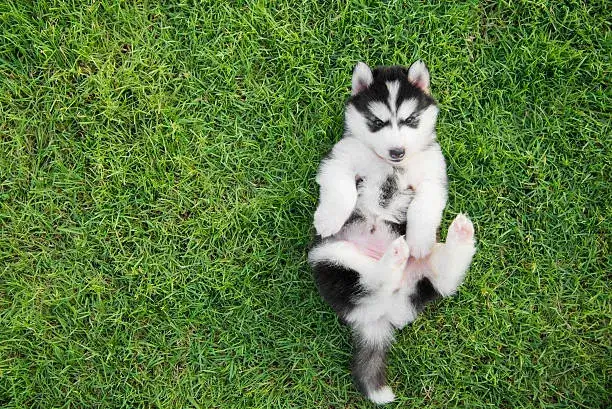 can you shave a husky's belly