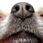 do dogs have nose hairs