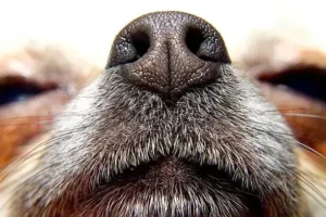 do dogs have nose hairs