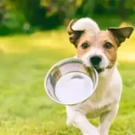 Do Dogs Have Object Permanence?