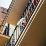 do dogs jump off balconies