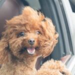 Do Dogs Jump Out Of Car Windows? Crucial Facts
