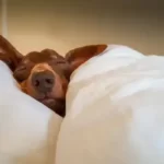 do dogs sleep all night like humans