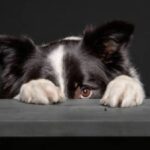 Dogs Are Afraid Of Which Color? (Quick Checklist)