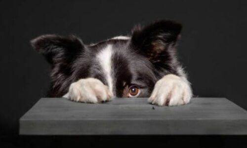Dogs Are Afraid Of Which Color? (Quick Checklist)