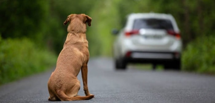 how do dogs feel when abandoned