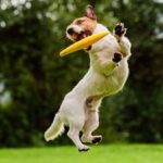 How Do Dogs Jump So High? (Surprising Facts Explained)