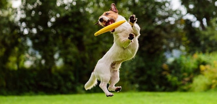 how do dogs jump so high