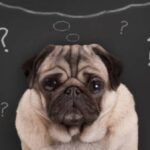 how do dogs think without language