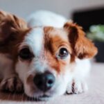 how do you know if your dog's ears will stand up
